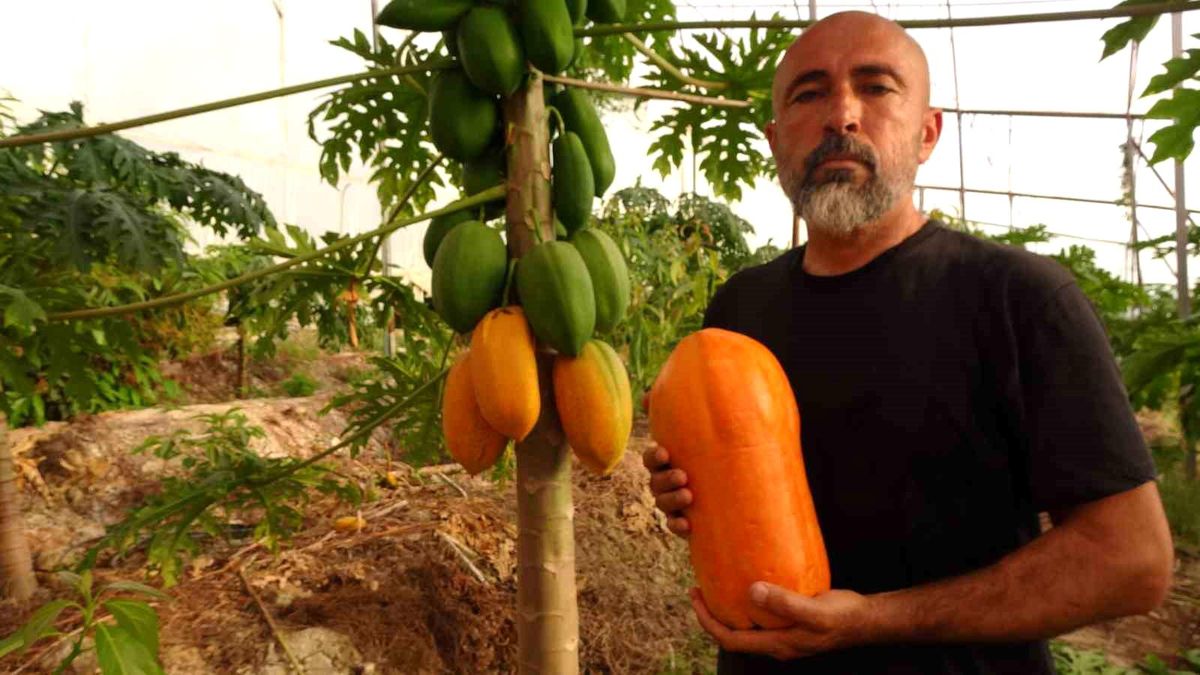 alanyada-papaya-hasadi-basladi-OHlqmaKw.jpg