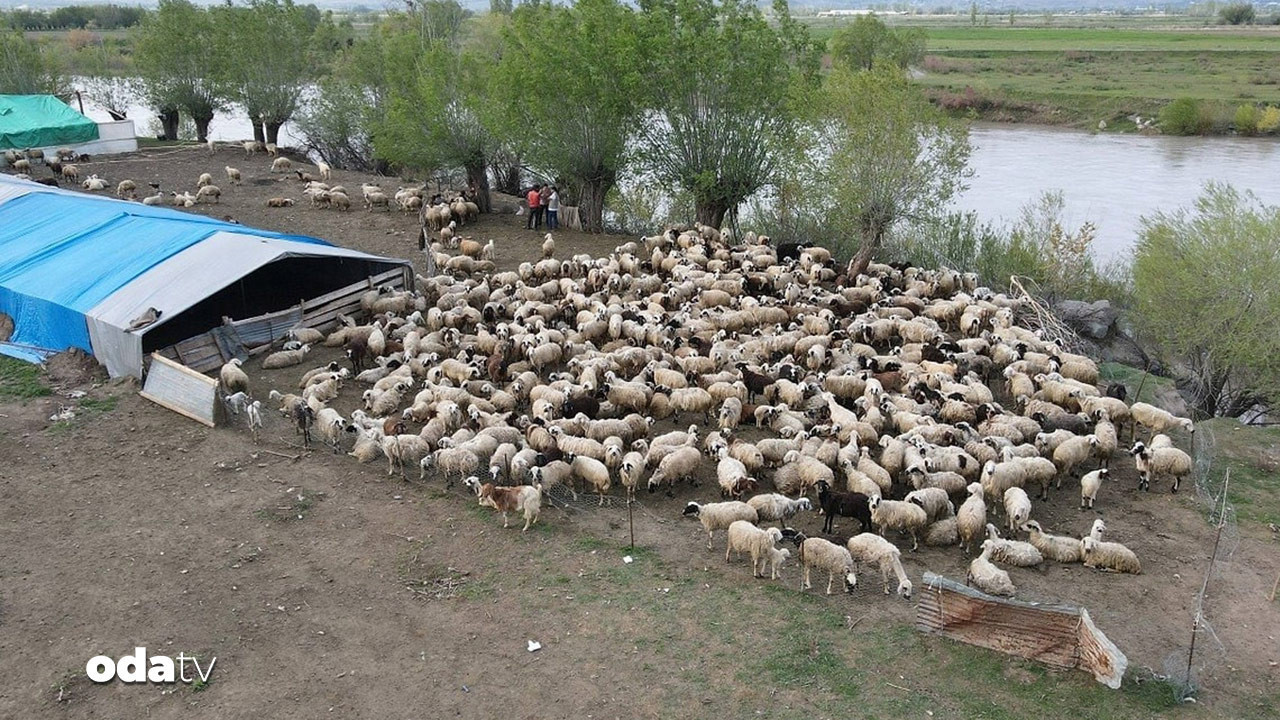 bakanlik-onayladi-ilk-adim-atildi-afganistandan-coban-ithalati-basladi-jNwvTu9O.jpg