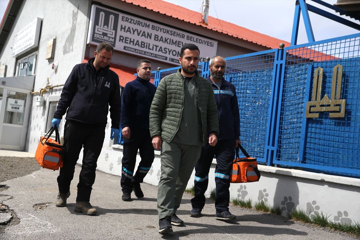 erzurumda-sahipsiz-hayvan-sikintisina-tahlil-QAW5cbEw.jpg